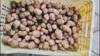 Profitable potatoes farming [upl. by Iew]