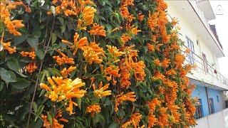 Beauty of Orange Flame Vine flowers that bloom in Winter Natural FlowersGardening Gate Decoration [upl. by Lindsey]