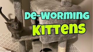 Deworming Kittens [upl. by Garwood]