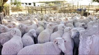 Merino Sheep shearing Andrew Jordaan amp Sons [upl. by Laehcimaj832]