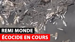 Des milliers de Poissons meurent dans un écocide  Remi Monde [upl. by Stilla479]