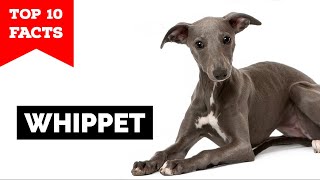 Whippet  Top 10 Facts [upl. by Onit]