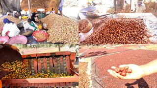 Areca Nut  Betel Nut Processing  How to Make Supari [upl. by Aitsirhc]