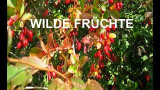 Wilde Früchte [upl. by Willy906]