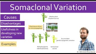 What is Somaclonal variation plant tissue culture Causes Disadvantages Advantages Examples [upl. by Pros814]