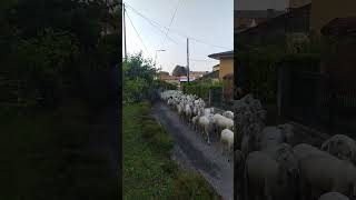 Le pecore invadono il paese 💕🐑💕🐑💕🐑 [upl. by Rochkind]