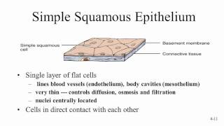 Epithelial Tissue [upl. by Dahraf893]