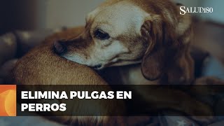 ✅ Guía rápida para ELIMINAR pulgas en tu perro  Salud180 🌿 [upl. by Hemminger184]