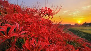 【LIVE】長野県茅野市の空 [upl. by Rettke]