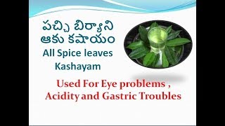 పచ్చి బిర్యాని ఆకు కషాయం  All Spice leaves Kashayam In Telugu [upl. by Swift]