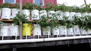 Dutch bucket tomatoes outdoors Yes you can do it [upl. by Owades]