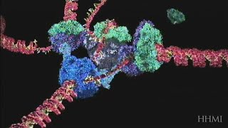 DNA replication animation courtesy of HHMI biointeractive [upl. by Marcus183]