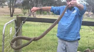 Big Eastern Brown Snake  Ballandean [upl. by Tifanie517]