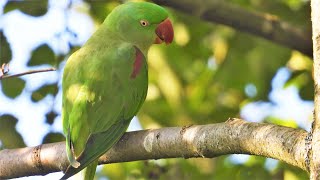 Natural sound of Alexandrine parrot Alexandrine parakeet call [upl. by Nugent]