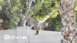 Valley pup recovering after being attacked by bobcat in backyard [upl. by Elnukeda57]