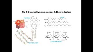 The 4 Biological Macromolecules amp Their Indicators [upl. by Aduh676]