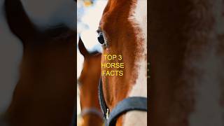 TOP 3 HORSE FACTS [upl. by Olegnaed]