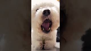 A girl eating very noisily🤤 cocomybichon IamHappytoSeeyouhappy mylovecoco dogshorts dogseating [upl. by Miarfe136]