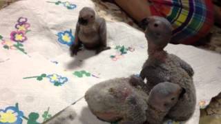 African Grey Parrot Baby ヨウムの雛の挿し餌 [upl. by Frentz]