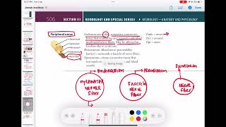 Peripheral nerves neurology 22  First Aid USMLE Step 1 in UrduHindi [upl. by Oisacin324]