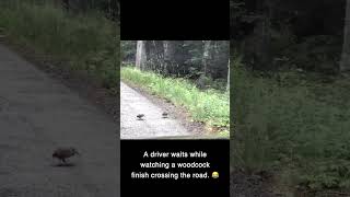 This is just brilliant  A driver waits while watching a woodcock finish crossing the road 😂 [upl. by Eadnus136]