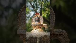 nagpanchami today tranding shortfeed viralvideo [upl. by Hephzipa869]