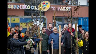 Uitdelen van gratis bomen in Den Haag [upl. by Apurk257]