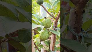 Potted Guava plant with Lots of Fruit [upl. by Ayrb623]