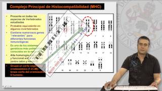 91 EL COMPLEJO PRINCIPAL DE HISTOCOMPATIBILIDAD I [upl. by Ecirtaed]