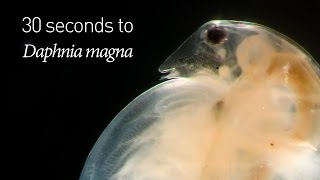 30 seconds to Daphnia magna [upl. by Natsyrk]