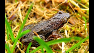 Western chorus frog call [upl. by Martinson]