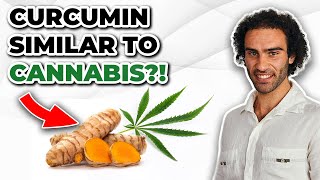 Curcumin amp Cannabis Crossover Effects In The Brain Endocannabinoid System [upl. by Atinuhs]