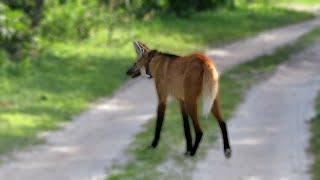 Wild Maned Wolf checking out her territory [upl. by Nosirrah]