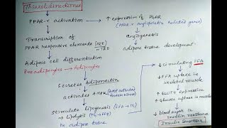 Thiazolidine diones antidiabetic pharmacology [upl. by Nilat]