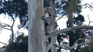 Koalas Freaky Mating Call [upl. by Peterman]