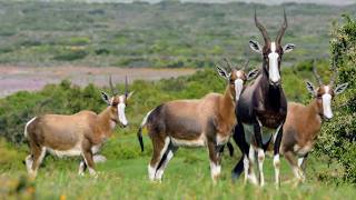 Afrique Australe la faune face aux saisons [upl. by Nonnarb]