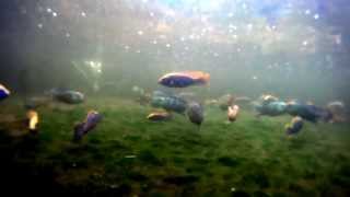 Malawi Cichlid DEMO pool 2 Otopharynx lithobates Zimbawe Rock [upl. by Sedaiuqlem]