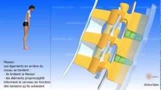 Arthrologie de la colonne vertébrale Les ligaments [upl. by Aneed]