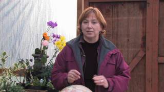 Gardening Tips amp Flowers  How to Grow Coleus [upl. by Eiralam]