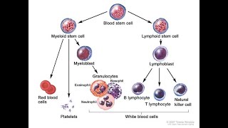 Monocyteand Leukopoiesis [upl. by Clovis]