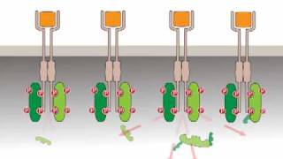 Oncogenic activation receptor tyrosine kinases [upl. by Eenet]