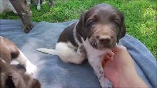 Gosch Kennels A3 litter at 5 weeks old Small Munsterlander puppy [upl. by Edelsten]