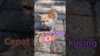 Semangat Kucing Cepat Sembuh juga 😊 anakkucing kucing kucingoren kitten kucingjalanan cat [upl. by Brenda]