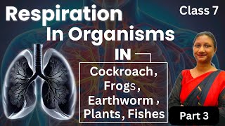 Class 7 Science Respiration in Organisms Explained  NCERT amp CBSE Guide  Part 3 [upl. by Groscr]