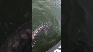 Sturgeon season is here fishing catchandrelease shorts sturgeon sturgeonfishing fishhard [upl. by Lazes]