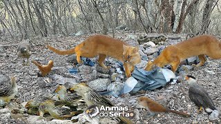 BAGUNÇARAM TODA A FONTE NATURAL E A CÂMERA GRAVOU QUEM FEZ [upl. by Aronael]