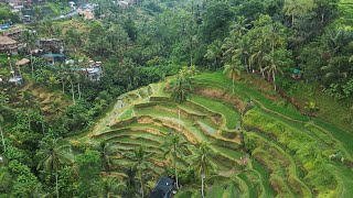 Wakacje Bali 2024 2  Masa atrakcji w okolicach Ubud Tarasy ryżowe 4K [upl. by Nilerual]