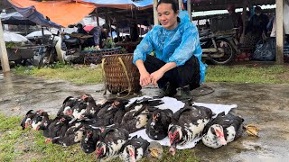 Zon sells wild chickens ducks pigeon  wild boars vang hoa king kong amazon [upl. by Turpin]