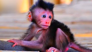 Nature Serenity Relaxing Harmony  Peaceful Baby Monkeys and Bird Songs [upl. by Maharva]