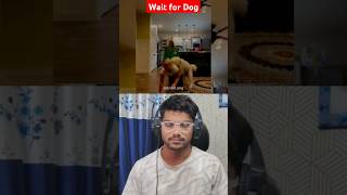 Havsi Dog 🎁  reaction video funny reaction video Reaction videosreaction shortvideo react [upl. by Flori]